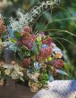 画像2: 季節の寄せ植え♪定期便　(３) (2)