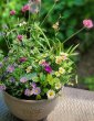 画像1: 季節の寄せ植え♪定期便　(３) (1)