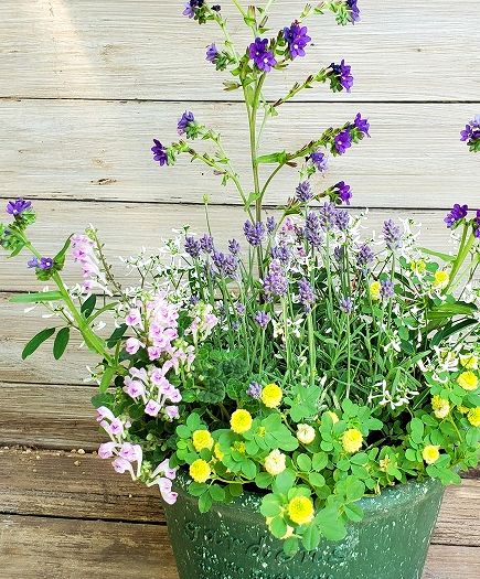 軽い鉢で イングリッシュラベンダーの寄せ植え 根っこの花工房 花つむり